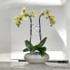 A high quality double yellow orchids arrangement with a vase 10&quot; D