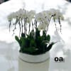 A high quality eleven white orchids arrangement with a vase 20&quot; D