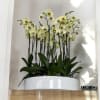 A high quality twelve yellow orchids arrangement with a vase 19.5&quot; D