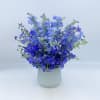 Blue Grotto is a combination or Light Blue and Dark Blue Delphinium