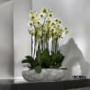 A high quality twelve yellow orchids arrangement with a vase 20&quot; D