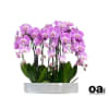 A high quality thirteen pink orchids arrangement with a vase 19.5&quot; D