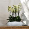 A high quality thirteen yellow orchids arrangement with a vase 20&quot; D