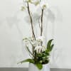 This is a double orchid garden that features two orchids plants in