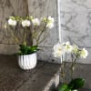 Our orchids are hand selected and customized to fit the season. 