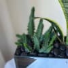 A beautiful mirror vase with 3 succulents planted in them. This is