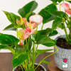 Discover the exciting Anthurium Plant selection at Beretania Florist &ndash; a captivating