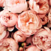 Gorgeous peonies in a glass vase. Peonies are the most luxurious flower.