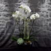Quiet Dawn- 2 Double stem orchid plants in an elegant black ceramic