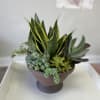 A chic mix of succulents in a footed pot