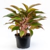 Place aglaonema in bright indirect light.
Let the top inch of soil dry