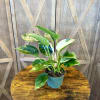 Let our expert florists select a beautiful, thriving plant just for you!