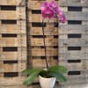 A beautiful blooming phalaenopsis orchid in an ombre metallic container with clean