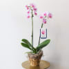 A beautiful blooming phalaenopsis orchid in an ombre metallic container with clean