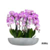 A high quality fourteen pink orchids arrangement with a vase 20&quot; D