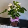 Beautiful white Anthurium plant is in a wood container. This plant is