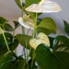 Beautiful white Anthurium plant is in a wood container. This plant is
