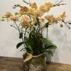 Eight long draping stem phalaenopsis orchid decorated with three caps of green