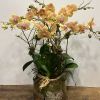 Eight long draping stem phalaenopsis orchid decorated with three caps of green