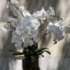 Features a white orchid planter set in a low round glass container