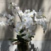 Features a white orchid planter set in a low round glass container