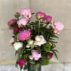 Peonies and green trick sweet William  arranged in a glass cylinder.