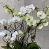 Flowers by Philip offers a large selection of orchid plants in various