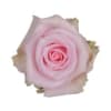 You choose the color of the rose: 
White, Red, Lavender, Yellow, Light