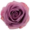 You choose the color of the rose: 
White, Red, Lavender, Yellow, Light