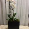 Phalaenopsis Orchid plant in in a modern wooden box with decorative wood