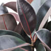 This Burgundy Rubber Fig Plant is a large, impressive gesture and an