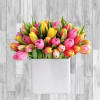 Mixed color tulips in a modern container. Picture is showing the premium