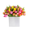 Mixed color tulips in a modern container. Picture is showing the premium