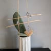 Beautiful paddle cactus potted in a white ceramic pot. 