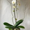 Our stunning single-stem planted orchids are like none other. Plant container and