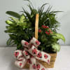 We carry numerous dish gardens, either blooming in a basket or all