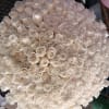 Espectacular Bouquet design  with 200 white roses 
