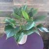 Tropical house plant.  Easy care. Likes medium to low light but