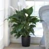 Ease care peace lily plant