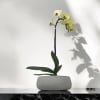 A high quality single Yellow orchid arrangement with a vase 8.5&quot; D