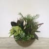 A lush combination of green plants makes an excellent gift. It&#039;s a