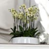 A high quality sixteen yellow orchids arrangement with a vase 19.5&quot; D