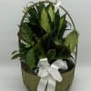 A lush collection of vibrant green plants artfully arranged together in a