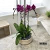A high quality four purple orchids arrangement with a vase 11.5&quot; D