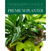 We will pick our precious nicest
Green plant
# Depending on seasonal availability
#greenplant

Designer&#039;s choice