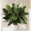 Send your love and condolences with a beautiful peace Lily in a