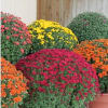 Locally Grown Fall Mums
Bring the beauty of autumn home with our Kansas/Missouri&ndash;grown