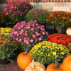 Locally Grown Fall Mums
Bring the beauty of autumn home with our Kansas/Missouri&ndash;grown