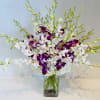 A sophisticated combination of white and purple dendrobium orchids, artfully arranged in