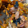 Beautifully preserved, golden beech leaves, adorned with bittersweet vine and small butterflies.